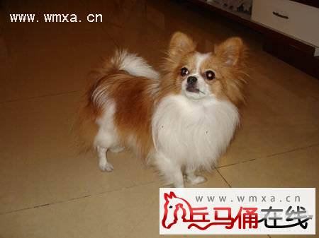 蝴蝶犬好养还是贵宾犬好养?-贵宾犬、蝴蝶犬、