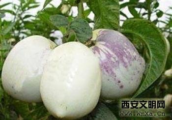 人参果怎么吃_兵马俑在线