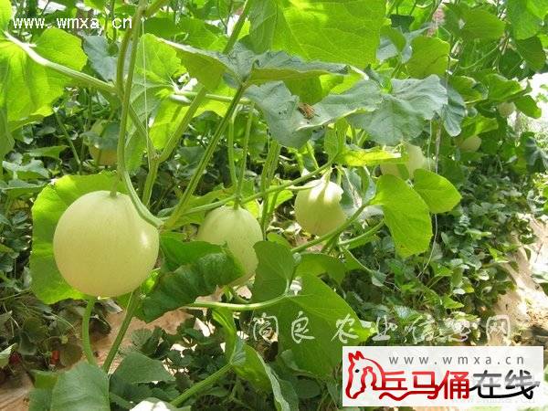 阎良相枣、阎良甜瓜喜获2013绿博会畅销