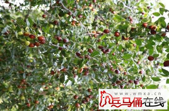 阎良相枣、阎良甜瓜喜获2013绿博会畅销