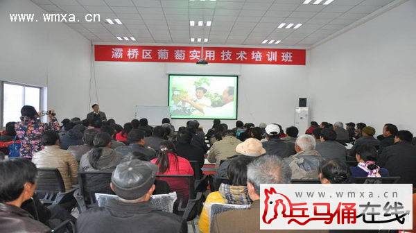 灞桥区科技局开展葡萄栽培实用技术培训