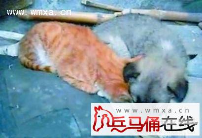 金毛替主人卖狗娃萌哭网友 盘点动物超级感动