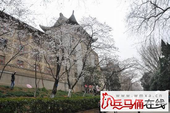 武大樱花什么时候开 2015武汉大学樱花节开放