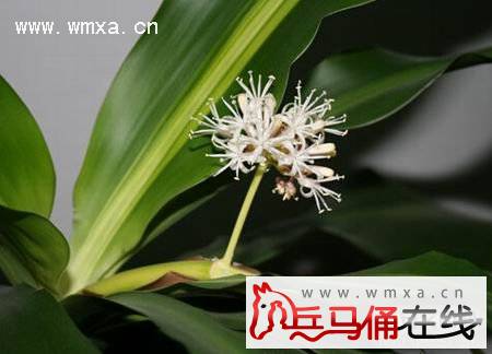 巴西美人开花吗 巴西美人花图片大全