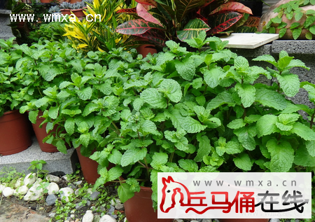 薄荷怎么养殖方法如下