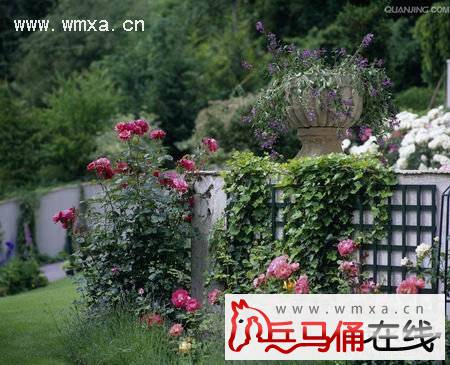 常春藤的养殖方法和注意事项 常春藤的作用简