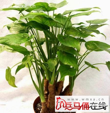 滴水观音的养殖方法和注意事项 滴水观音的作