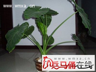 滴水观音的养殖方法和注意事项 滴水观音的作