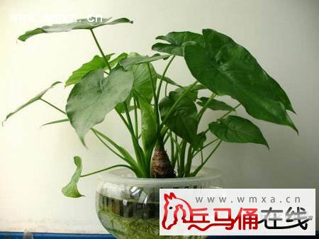 滴水观音的养殖方法和注意事项 滴水观音的作