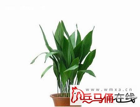 网站首页 > 资讯频道 > 正文阅读 一叶兰,又名蜘蛛抱蛋,别名大叶万年图片