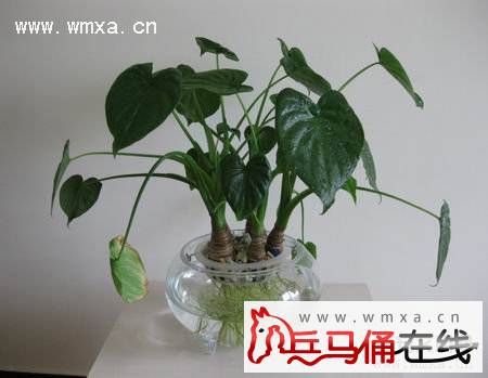 滴水观音叶子发黄下垂怎么办 滴水观音会开花