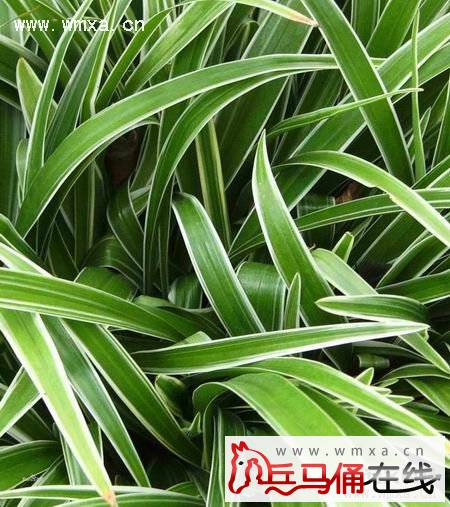 吊兰叶子发黄怎么办 吊兰的种类及名称