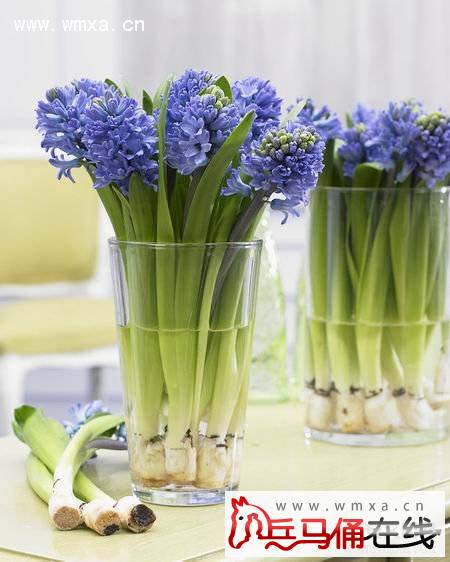 风信子什么时候开花 开花后怎么处理