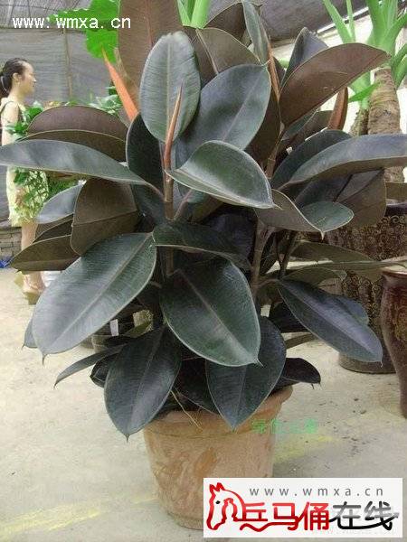 橡皮树掉叶子怎么办 橡皮树修剪方法