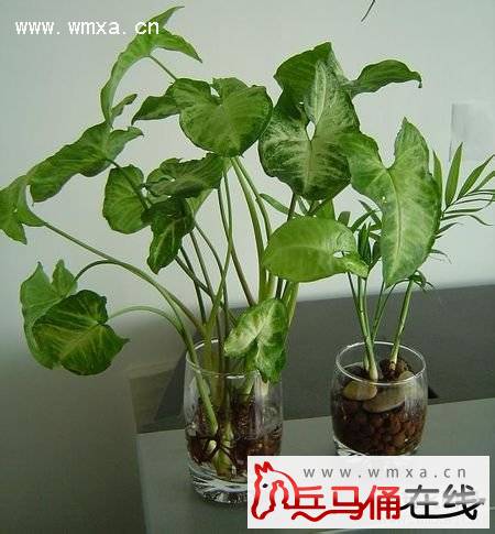 合果芋的功效与作用