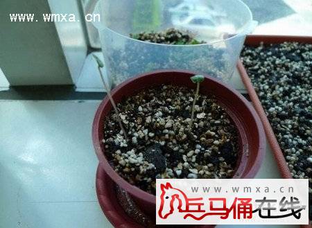 仙客来种子什么时候种 仙客来怎么种_西安文明网