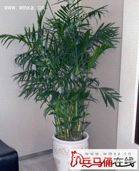 夏威夷椰子的养殖方法和注意事项 夏威夷椰子