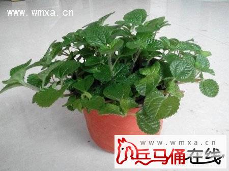 吸毒草的养殖方法和注意事项 吸毒草的作用简