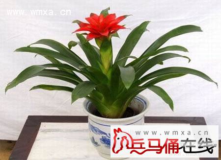 鸿运当头的养殖方法和注意事项 鸿运当头的作