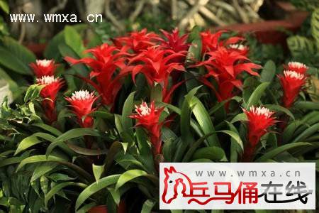 鸿运当头花期多长 鸿运当头有毒吗