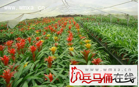 鸿运当头花期多长 鸿运当头有毒吗