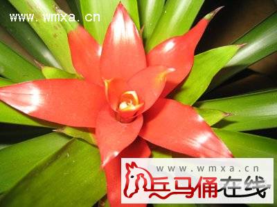 鸿运当头叶子发黄怎么办 鸿运当头的图片大全