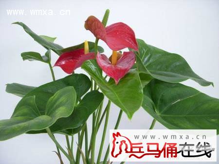 红掌的叶子发黄发枯怎么办图片