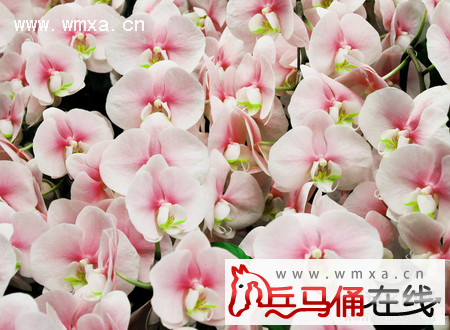 蝴蝶兰的养殖方法和注意事项 蝴蝶兰的作用简