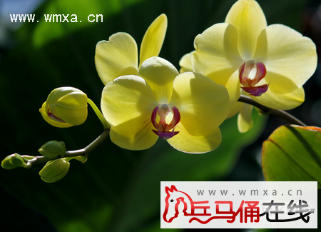 蝴蝶兰的养殖方法和注意事项 蝴蝶兰的作用简