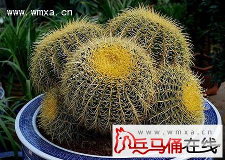 金虎仙人球开花吗 金虎仙人球摆放风水