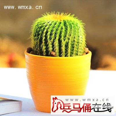 金虎仙人球开花吗 金虎仙人球摆放风水