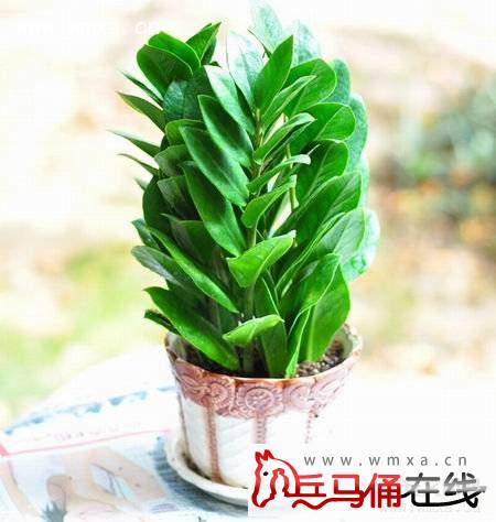 金钱树的养殖方法和注意事项 金钱树金虎的作