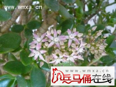 金钱树叶子发黄怎么办 金钱树会开花吗