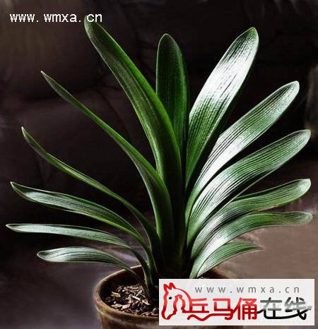 君子兰的养殖方法和注意事项 君子兰的作用简