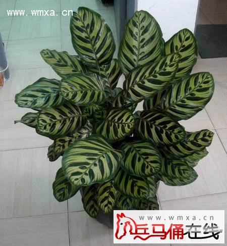 孔雀竹芋的养殖方法和注意事项 孔雀竹芋的作用简介