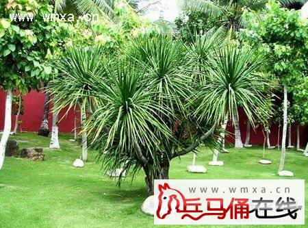 龙血树的养殖方法和注意事项 龙血树的作用简