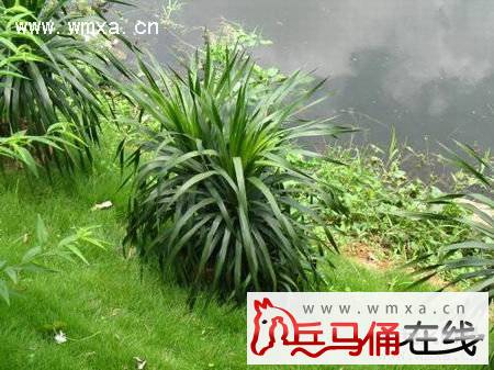 龙血树的养殖方法和注意事项 龙血树的作用简