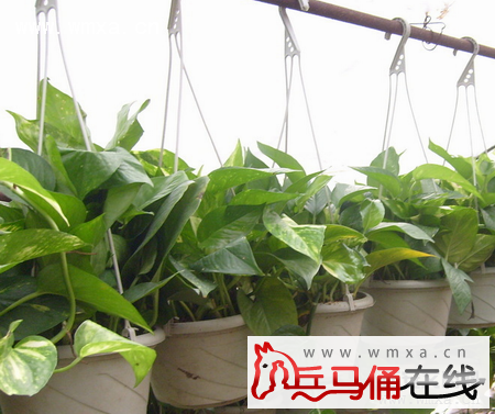 绿萝叶子发黄怎么办 绿萝有毒吗