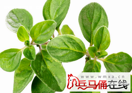 牛至的养殖方法和注意事项 牛至的作用简介