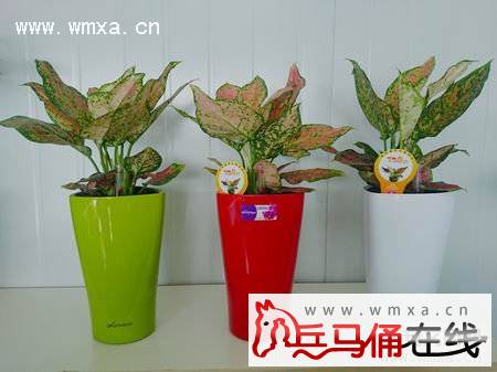 如意的养殖方法和注意事项 如意的作用简介