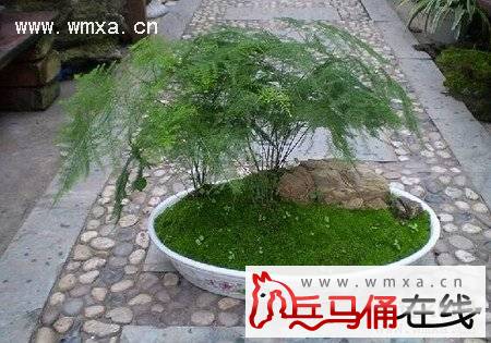 文竹的养殖方法和注意事项 文竹的作用简介