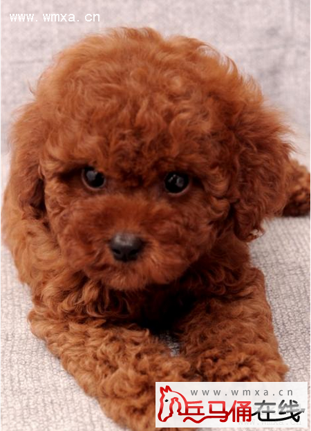 泰迪怎么养 贵宾犬和泰迪的区别