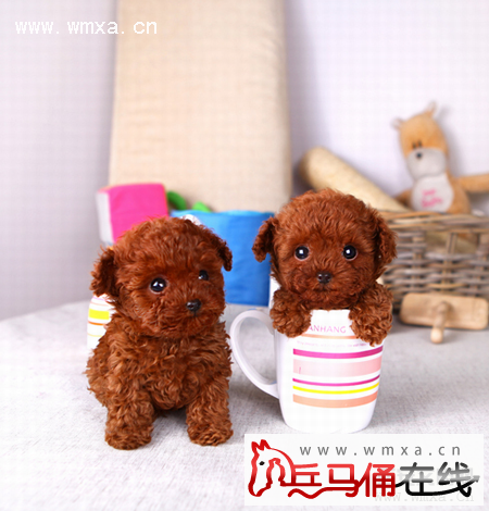 泰迪怎么养 贵宾犬和泰迪的区别