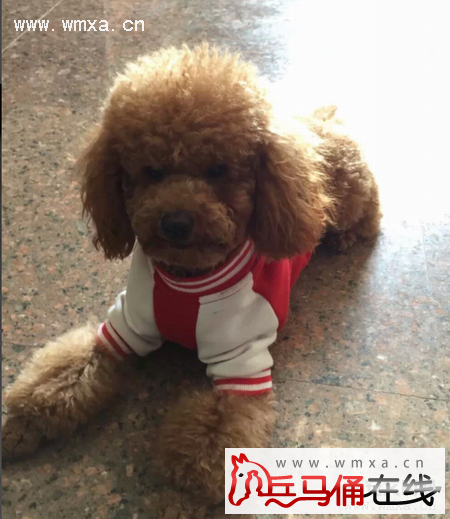 泰迪怎么养 贵宾犬和泰迪的区别