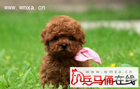 泰迪怎么养 贵宾犬和泰迪的区别