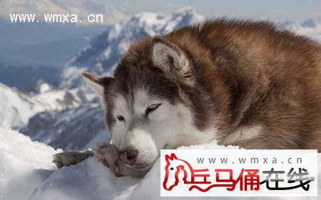 阿拉斯加雪橇犬怎么养 阿拉斯加雪橇犬和哈士