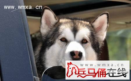 阿拉斯加雪橇犬怎么养 阿拉斯加雪橇犬和哈士奇的区别