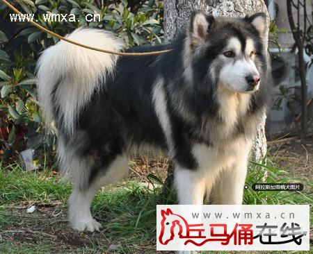 阿拉斯加雪橇犬怎么养 阿拉斯加雪橇犬和哈士