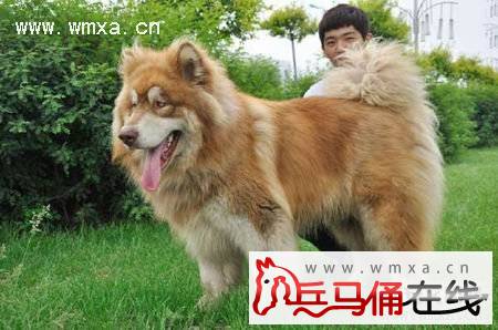 阿拉斯加雪橇犬智商怎么样 阿拉斯加雪橇犬多少钱