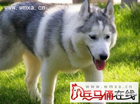 哈士奇好养吗 哈士奇和阿拉斯加的区别